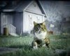 Обновленный Kitekat и первый «кошачий» ролик Nitro
